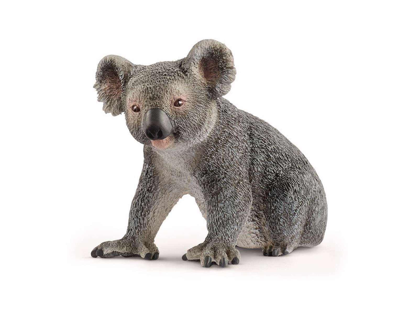 Koala Björn