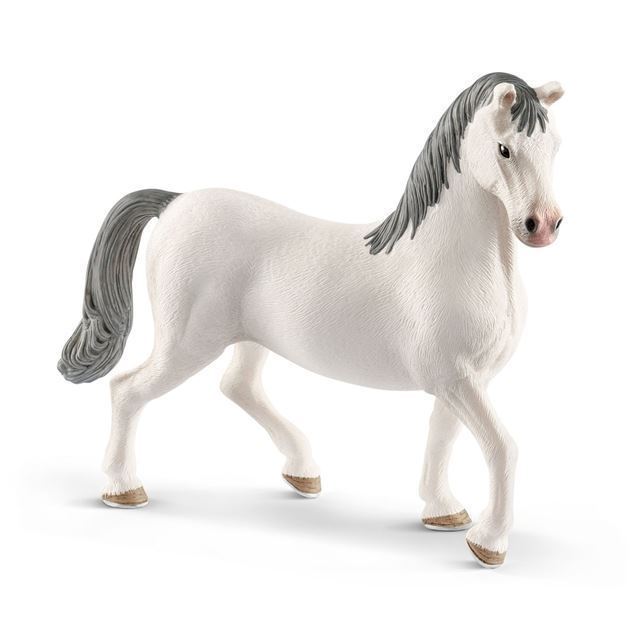 Lipizzanerhingst