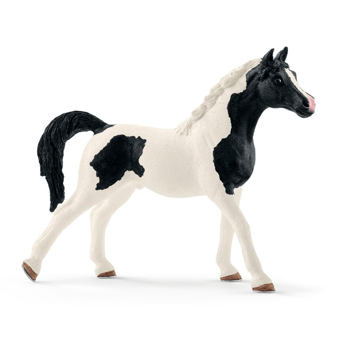 Pintabion Stallion